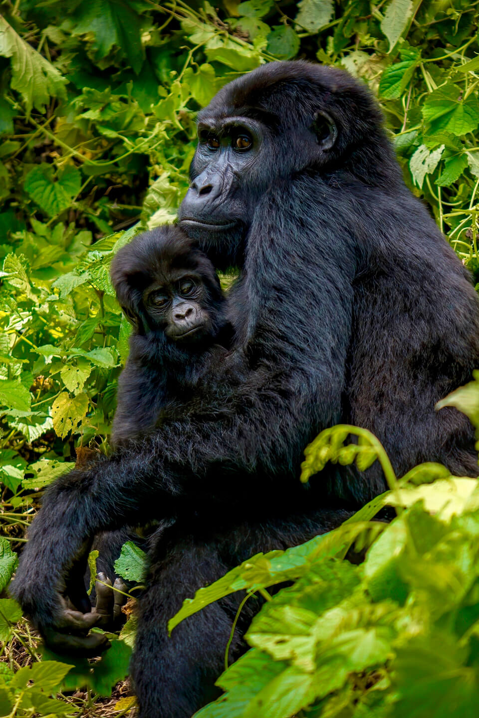 bwindi-national-park (1)