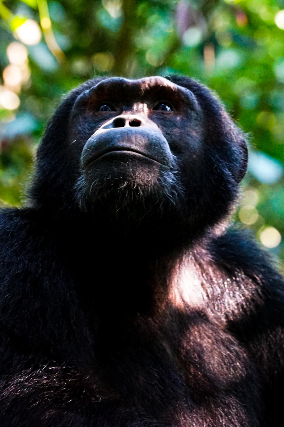 chimpanzee-uganda
