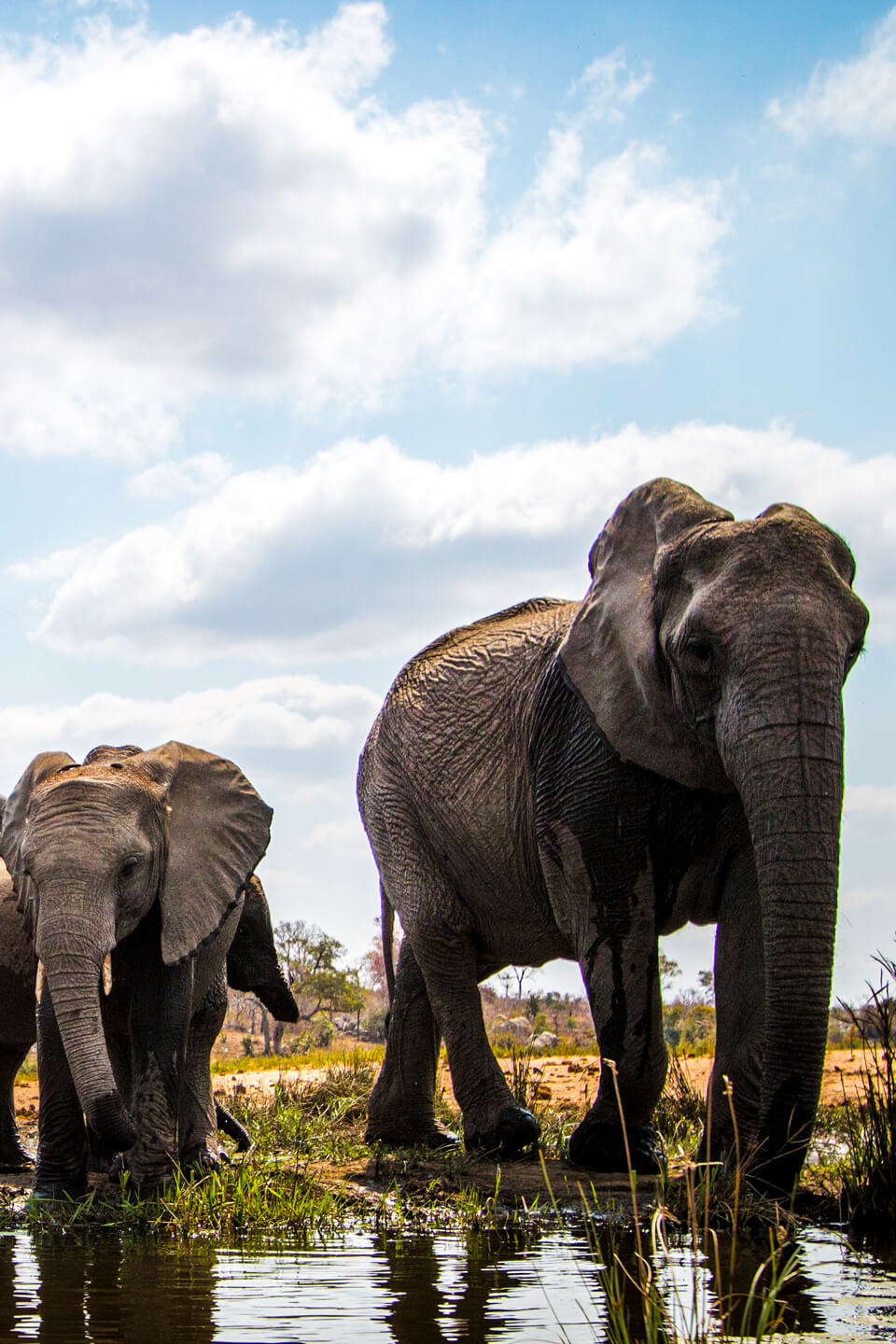 elephants-queen-elizabeth