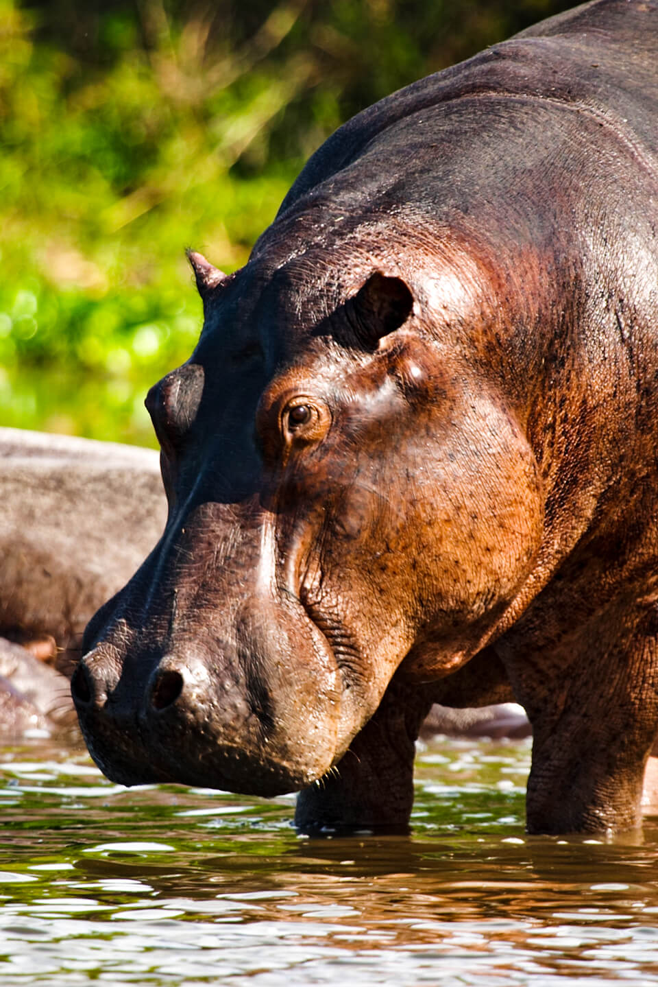 hippo-murchison-falls