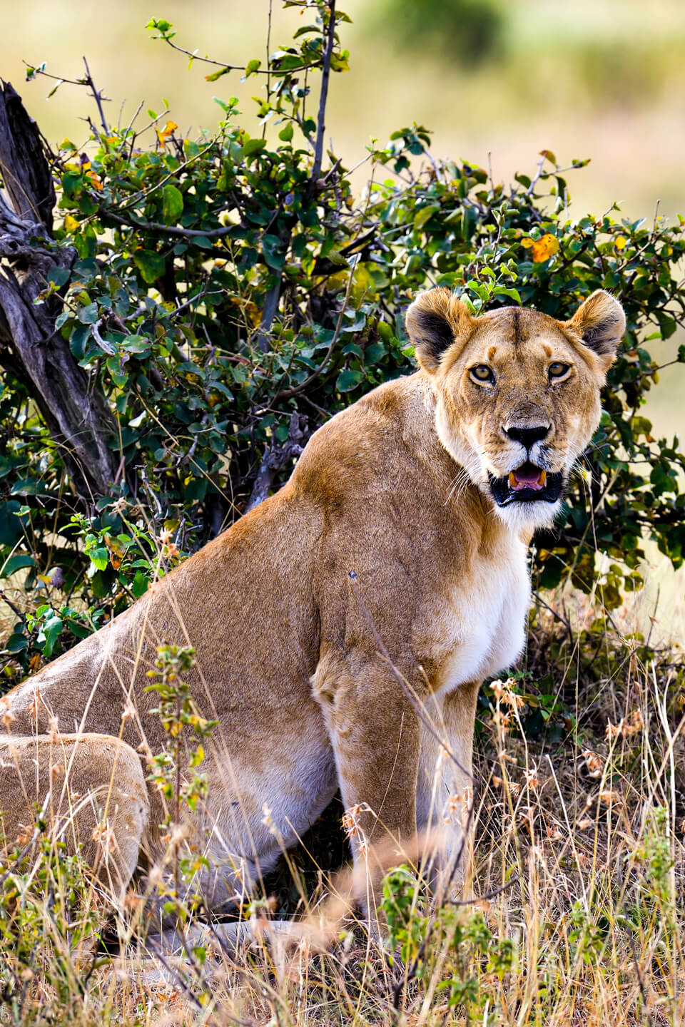lion-murchison-falls