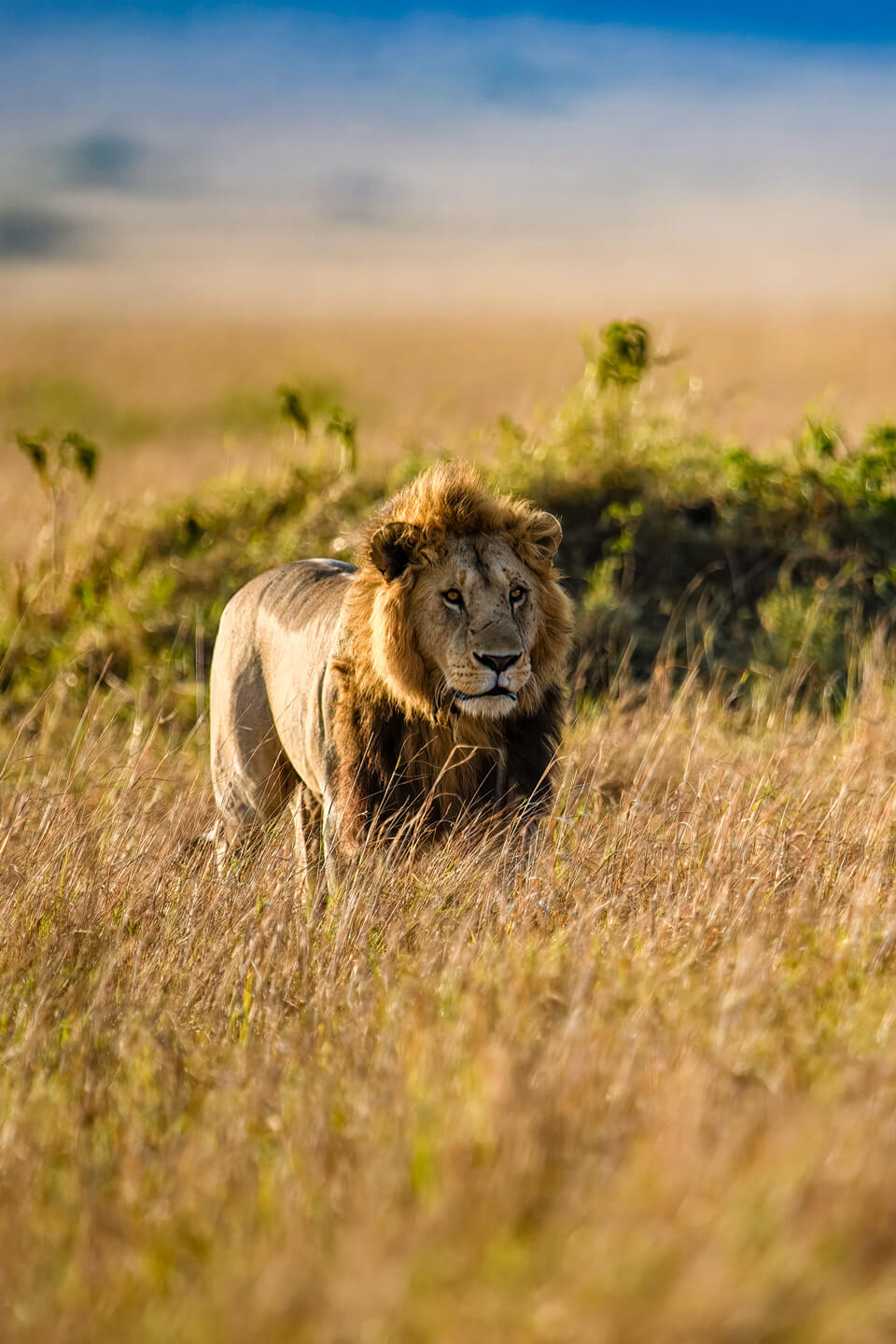 lion-queen-elizabeth