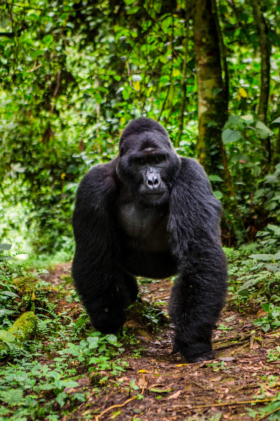 silverback-bwindi (1)