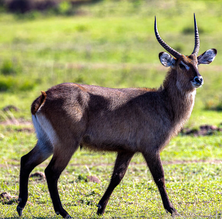 waterbuck-uganda
