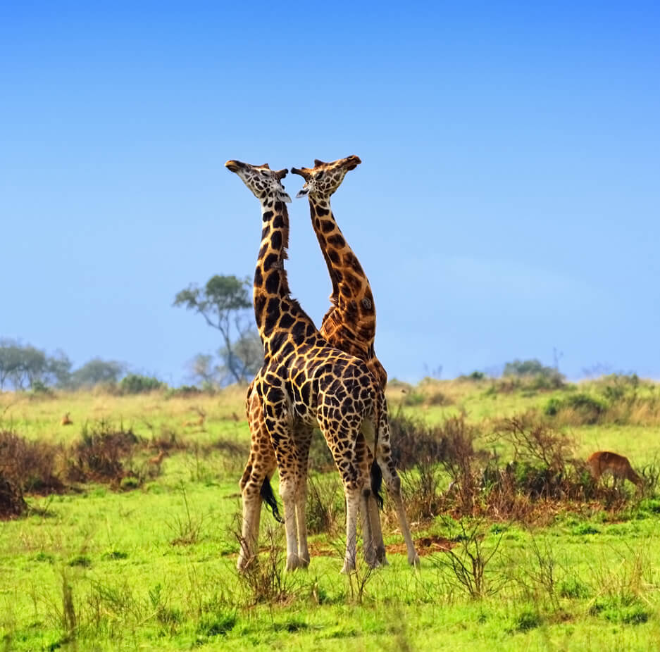 wildlife-murchison-falls