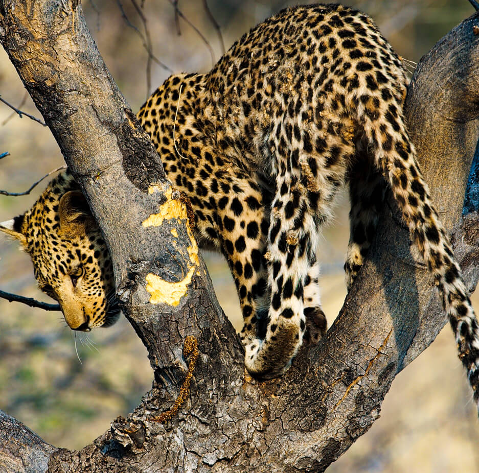 wildlife-uganda