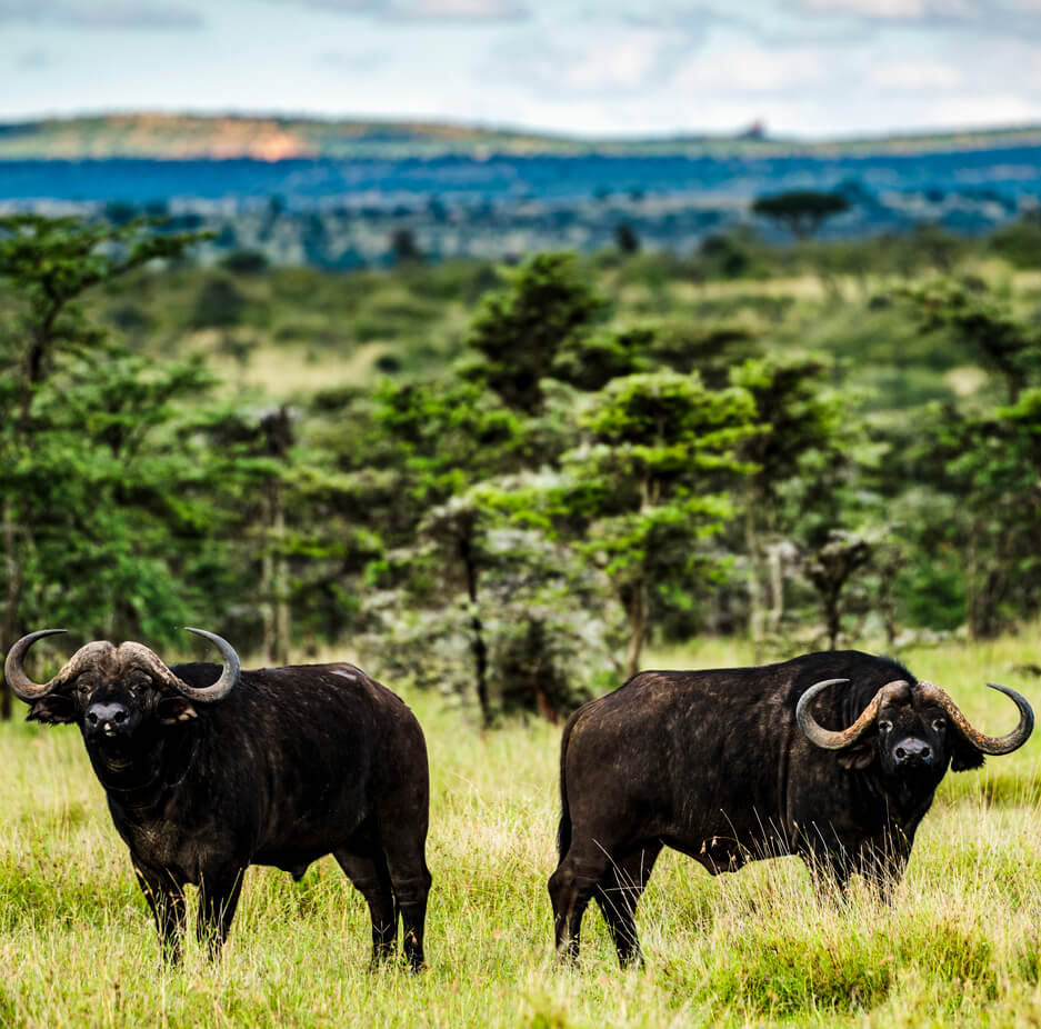 buffalos-kidepo
