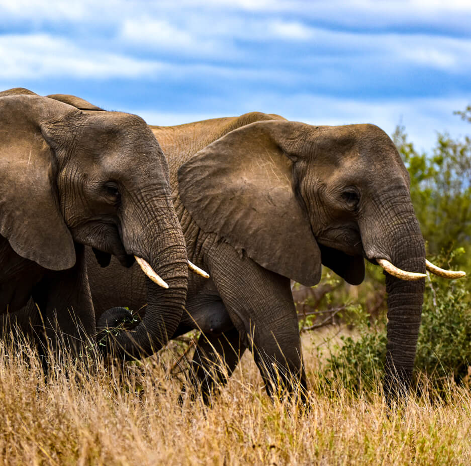 elephants-kidepo