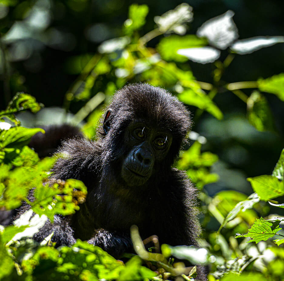 gorilla-trekking-uganda