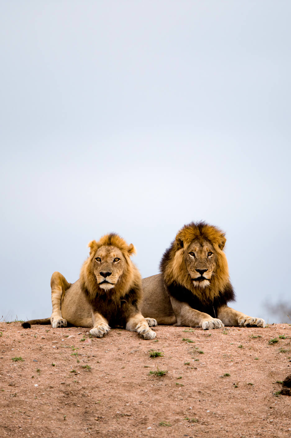 lion-kidepo